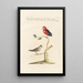 Ornithologia methodice digesta Pl342 - Saverio Manetti — framed artwork on a wall