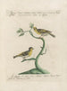 L'ornithologie méthodiquement digérée Pl343 - Saverio Manetti — artwork view