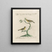 L'ornithologie méthodiquement digérée Pl343 - Saverio Manetti — framed artwork on a wall
