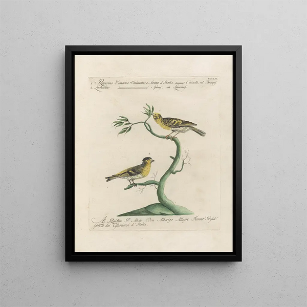 L'ornithologie méthodiquement digérée Pl343 - Saverio Manetti — framed artwork on a wall