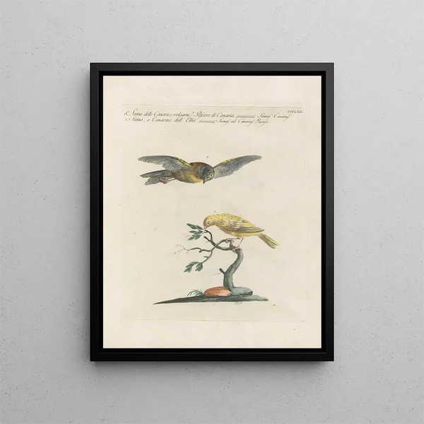 L'ornithologie méthodiquement digérée Pl344 - Saverio Manetti — framed artwork on a wall