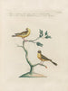 Ornithology systematically digested Pl345 - Saverio Manetti — artwork view