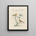 Ornithology systematically digested Pl345 - Saverio Manetti — framed artwork on a wall