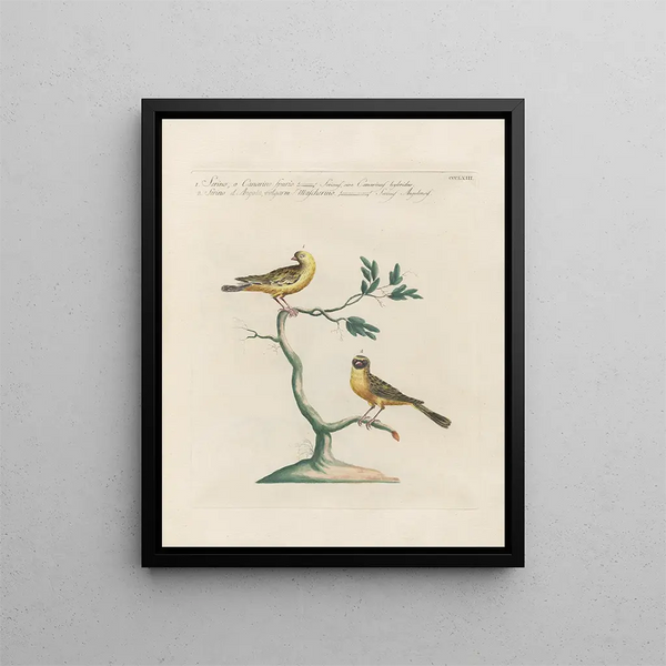 Ornithology systematically digested Pl345 - Saverio Manetti — framed artwork on a wall