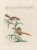 L'ornithologie méthodiquement digérée Pl346 - Saverio Manetti — artwork view