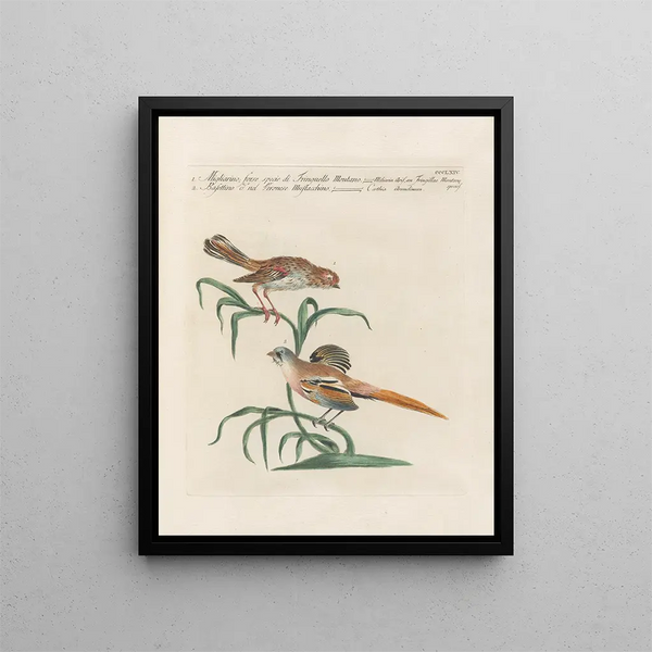L'ornithologie méthodiquement digérée Pl346 - Saverio Manetti — framed artwork on a wall
