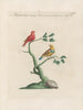 Ornithology Painting methodically digested Pl348 - Saverio Manetti — artwork view