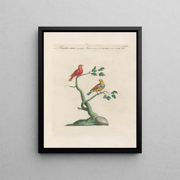 Ornithology Painting methodically digested Pl348 - Saverio Manetti — framed artwork on a wall