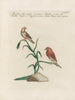 Ornithology Painting methodically digested Pl349 - Saverio Manetti — artwork view