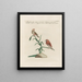 Ornithology Painting methodically digested Pl349 - Saverio Manetti — framed artwork on a wall