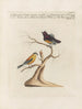 Ornithology painting methodically digested Pl350 - Saverio Manetti — artwork view