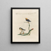 L'ornithologie méthodiquement digérée Pl351 - Saverio Manetti — framed artwork on a wall