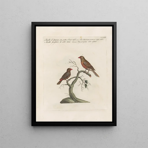 Ornithology painting methodically digested Pl352 - Saverio Manetti — framed artwork on a wall