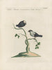 L'ornithologie méthodiquement digérée Pl353 - Saverio Manetti — artwork view