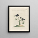 L'ornithologie méthodiquement digérée Pl353 - Saverio Manetti — framed artwork on a wall