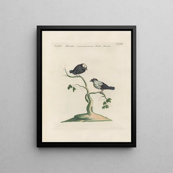 L'ornithologie méthodiquement digérée Pl353 - Saverio Manetti — framed artwork on a wall