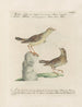 L'ornithologie méthodiquement digérée Pl354 - Saverio Manetti — artwork view
