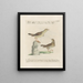 L'ornithologie méthodiquement digérée Pl354 - Saverio Manetti — framed artwork on a wall