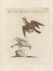 Ornithology Painting methodically digested Pl355 - Saverio Manetti — artwork view
