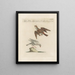 Ornithology Painting methodically digested Pl355 - Saverio Manetti — framed artwork on a wall