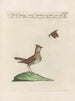 L'ornithologie méthodiquement digérée Pl356 - Saverio Manetti — artwork view