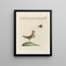 L'ornithologie méthodiquement digérée Pl356 - Saverio Manetti — framed artwork on a wall
