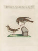 L'ornithologie méthodiquement digérée Pl357 - Saverio Manetti — artwork view