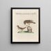 L'ornithologie méthodiquement digérée Pl357 - Saverio Manetti — framed artwork on a wall