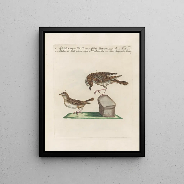 L'ornithologie méthodiquement digérée Pl357 - Saverio Manetti — framed artwork on a wall