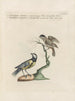 Ornithology Painting methodically digested Pl359 - Saverio Manetti — artwork view