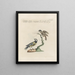 Ornithology Painting methodically digested Pl359 - Saverio Manetti — framed artwork on a wall