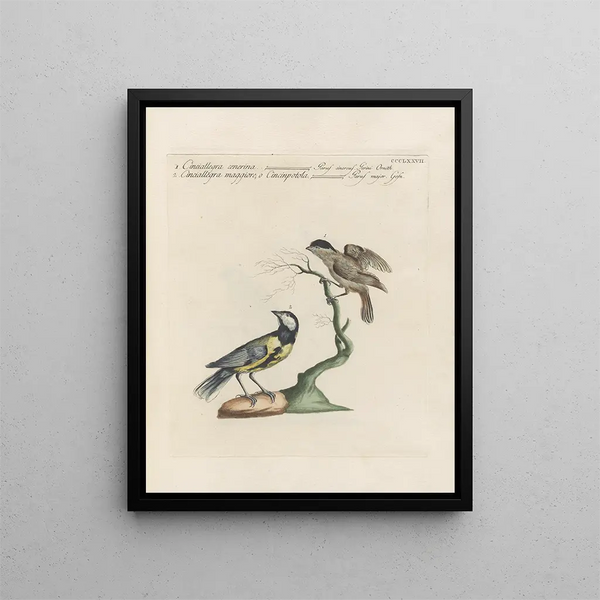 Ornithology Painting methodically digested Pl359 - Saverio Manetti — framed artwork on a wall