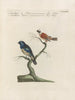 Ornithology Painting methodically digested Pl360 - Saverio Manetti — artwork view
