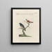 Ornithology Painting methodically digested Pl360 - Saverio Manetti — framed artwork on a wall