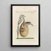 Ornithologia methodice digesta Pl362 - Saverio Manetti — framed artwork on a wall