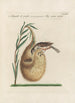 Ornithologia methodice digesta Pl362 - Saverio Manetti — artwork view