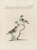L'ornithologie méthodiquement digérée Pl363 - Saverio Manetti — artwork view