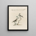 L'ornithologie méthodiquement digérée Pl363 - Saverio Manetti — framed artwork on a wall
