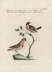 Ornithologia methodice digesta Pl364 - Saverio Manetti — artwork view