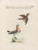 Ornithology methodically digested Pl365 - Saverio Manetti — artwork view