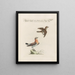 Ornithology methodically digested Pl365 - Saverio Manetti — framed artwork on a wall