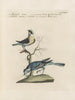 L'ornithologie méthodiquement digérée Pl366 - Saverio Manetti — artwork view