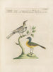 L'ornithologie méthodiquement digérée Pl367 - Saverio Manetti — artwork view