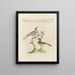 L'ornithologie méthodiquement digérée Pl367 - Saverio Manetti — framed artwork on a wall