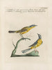 Ornithology Painting methodically digested Pl368 - Saverio Manetti — artwork view