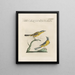 Ornithology Painting methodically digested Pl368 - Saverio Manetti — framed artwork on a wall