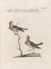 Ornithology methodically digested Pl369 - Saverio Manetti — artwork view