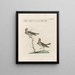 Ornithology methodically digested Pl369 - Saverio Manetti — framed artwork on a wall