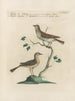 Ornithology Painting methodically digested Pl370 - Saverio Manetti — artwork view
