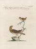 L'ornithologie méthodiquement digérée Pl371 - Saverio Manetti — artwork view